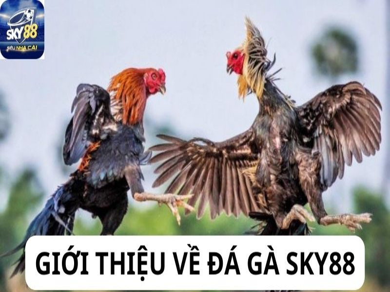 Đá Gà Sky88