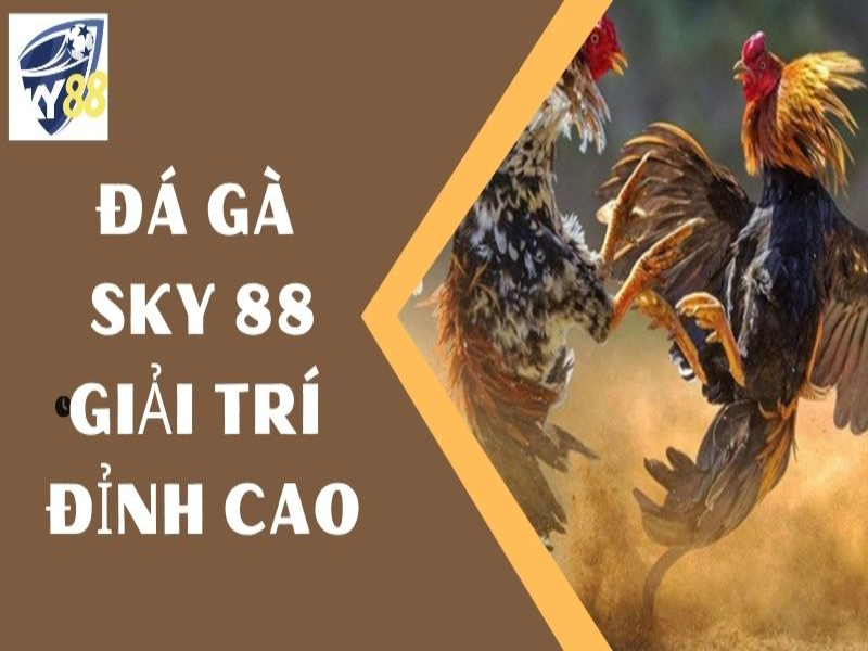 Chọi kê truyền thống là một hình thức hấp dẫn có tại mục Đá Gà Sky88